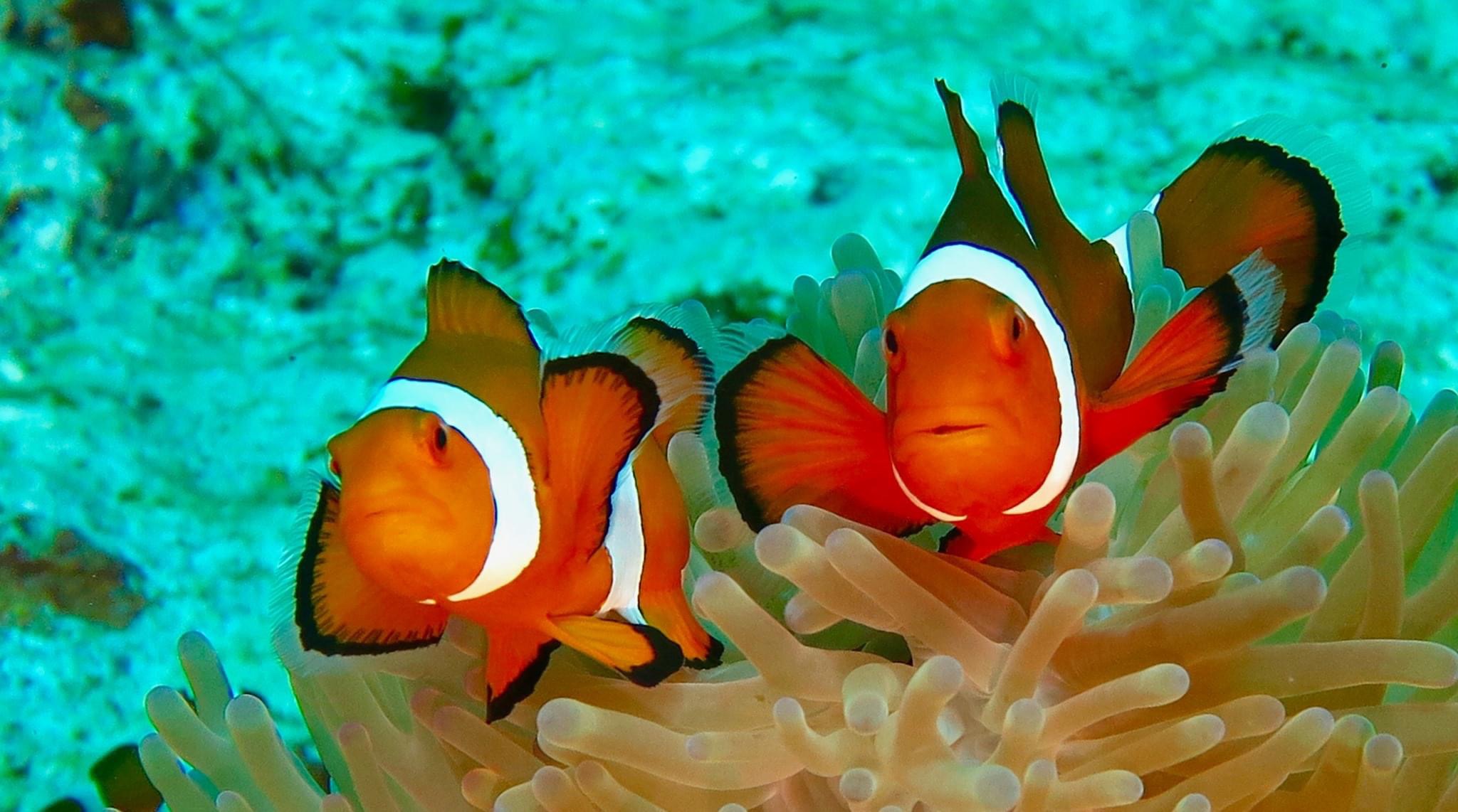 九州の水槽メンテナンス・水槽リース・アクアリウム業者