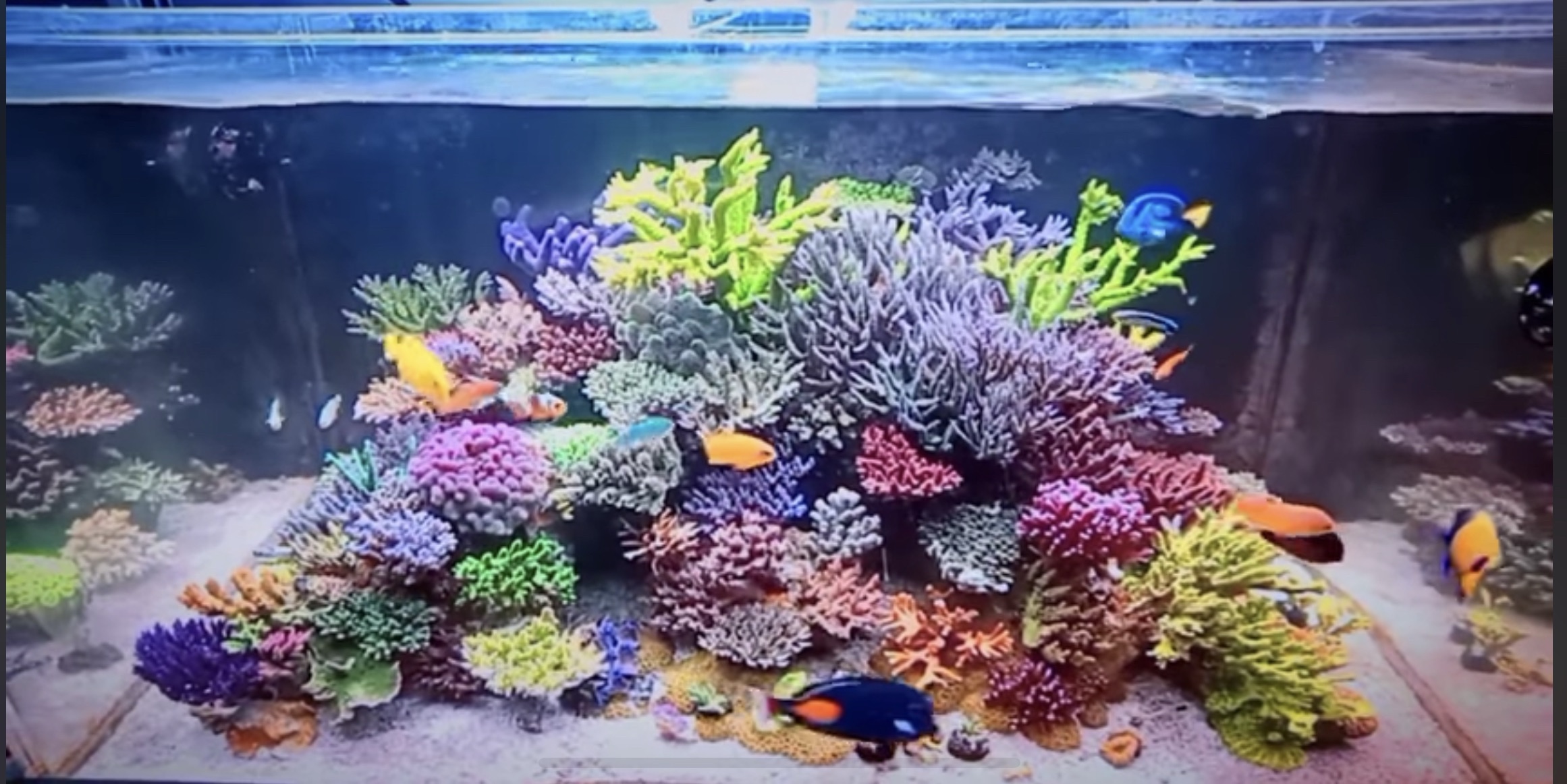 �A�N�A���E�������^������