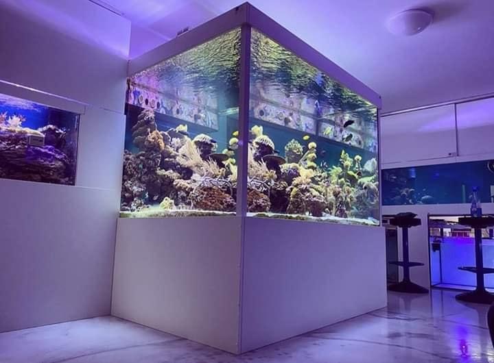 �A�N�A���E�������^���F�{