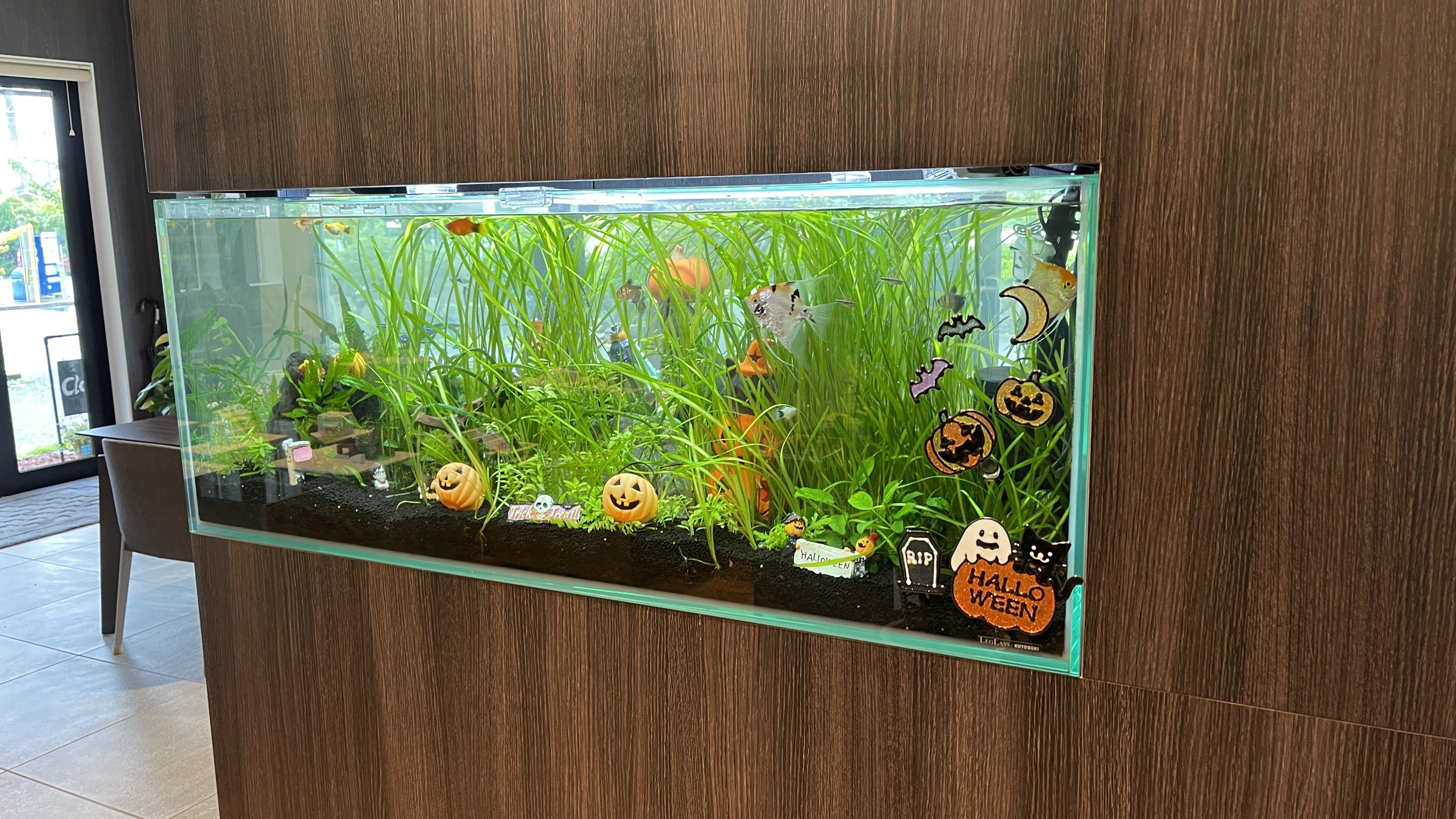 �A�N�A���E������